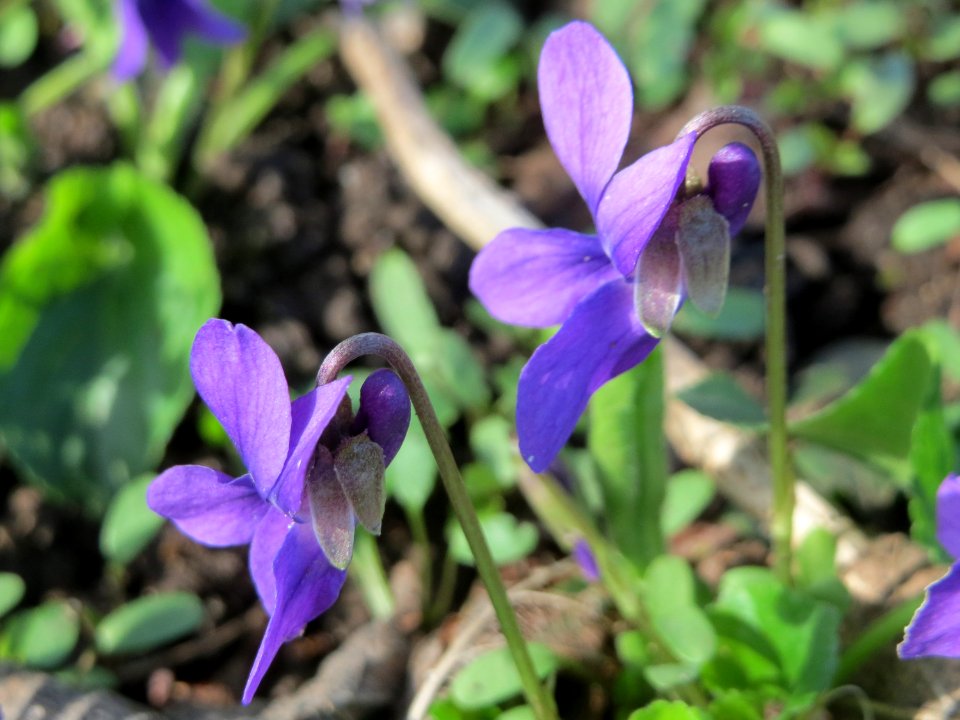 20150402Viola_odorata4