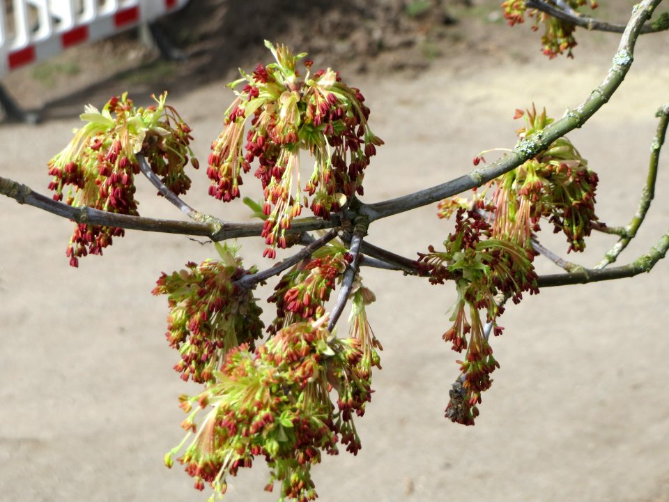 20150327Acer_negundo3
