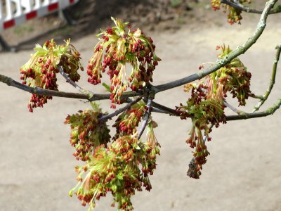20150327Acer_negundo3