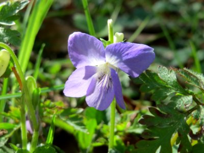 20150418Viola_riviniana6