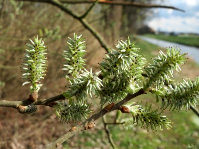 20150402Salix_cinerea2