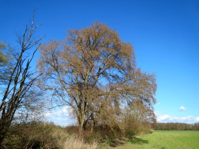 20150402Ulmus_minor02