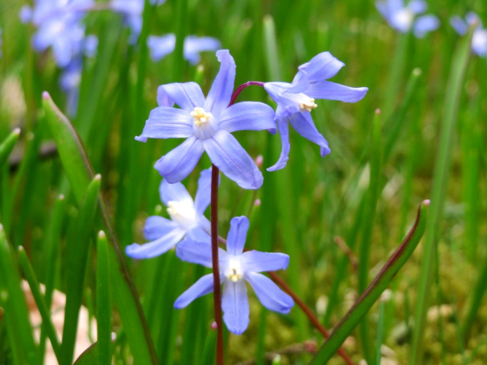 20150326Scilla_luciliae3