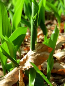 20150418Convallaria_majalis2