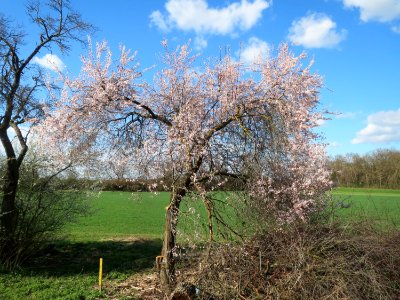 20150402Prunus_cerasifera7