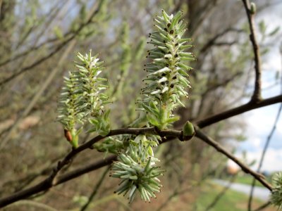 20150402Salix_cinerea1
