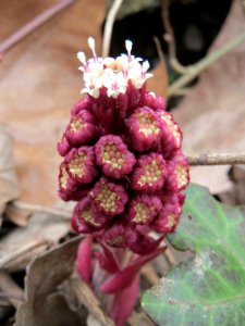 20150328Petasites_hybridus3