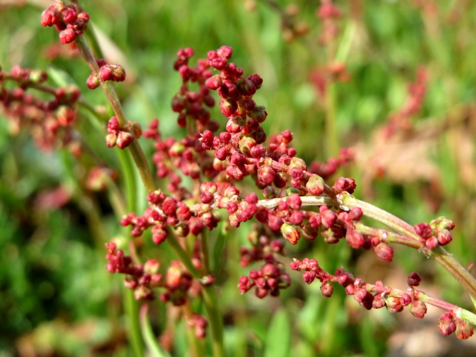20150403Rumex_acetosella1