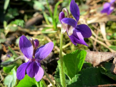 20150402Viola_odorata6