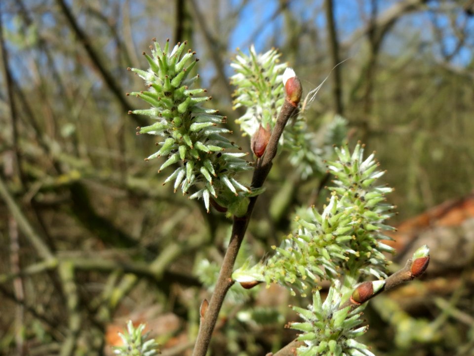 20150402Salix_cinerea3