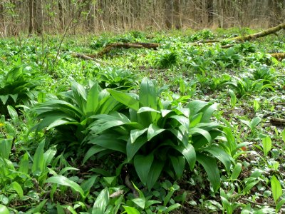 20150403Allium_ursinum3