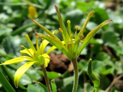 20150401Gagea_villosa5