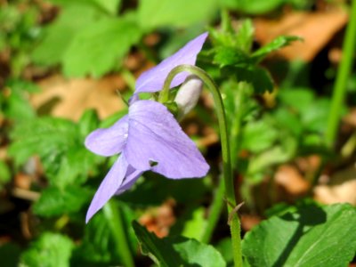 20150418Viola_riviniana3