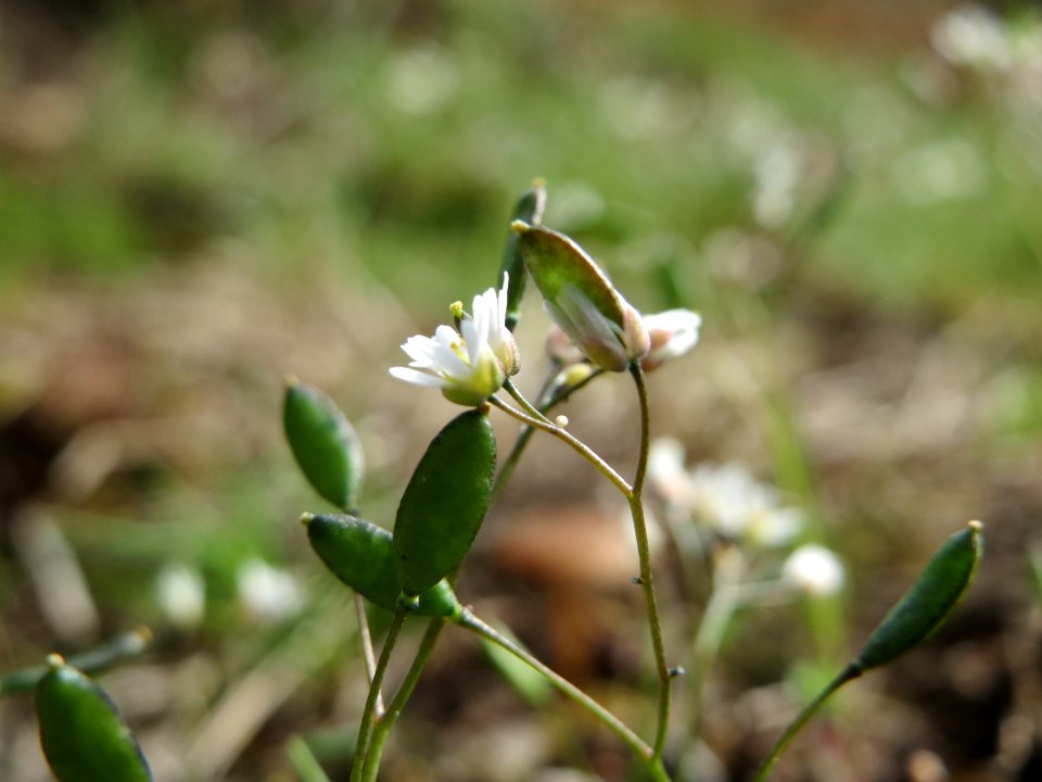 20150403Draba_verna3