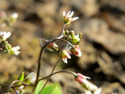 20150327Draba_verna2