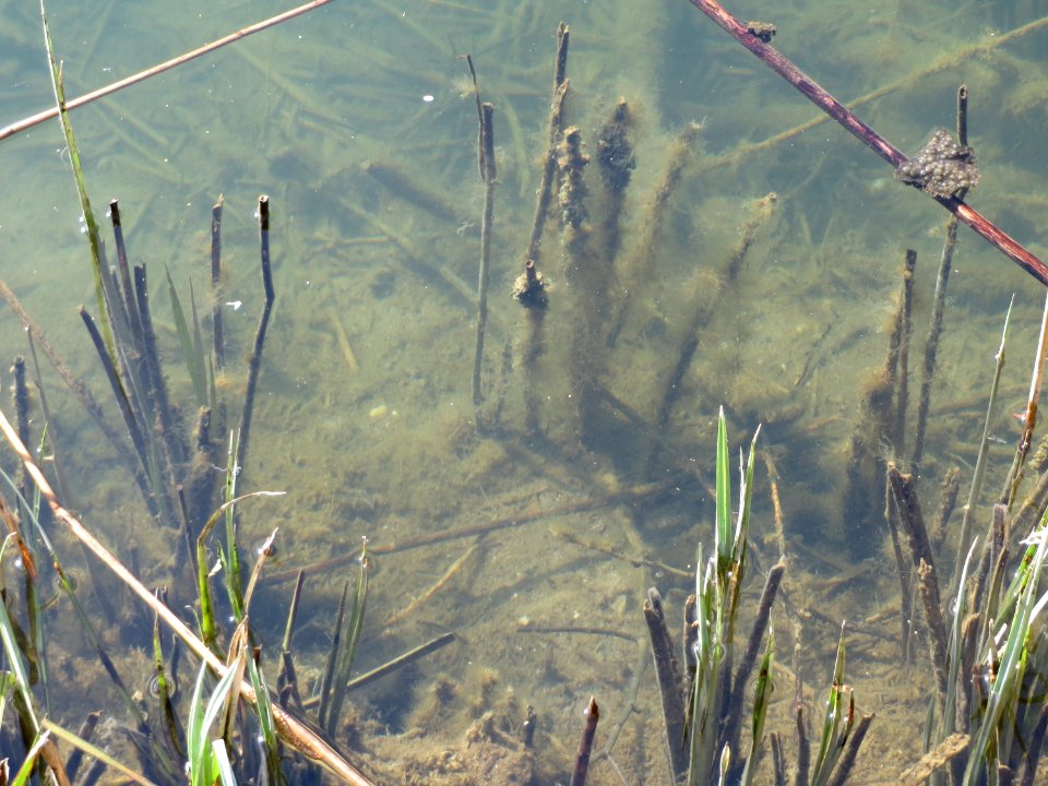20150419Erlichsee2