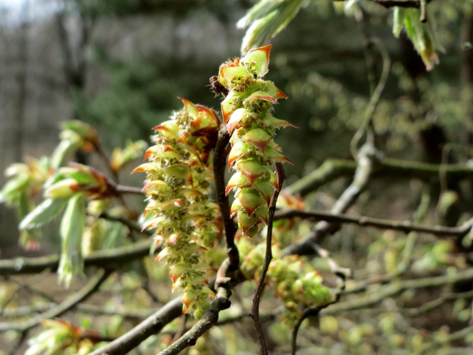 20150403Carpinus_betulus1