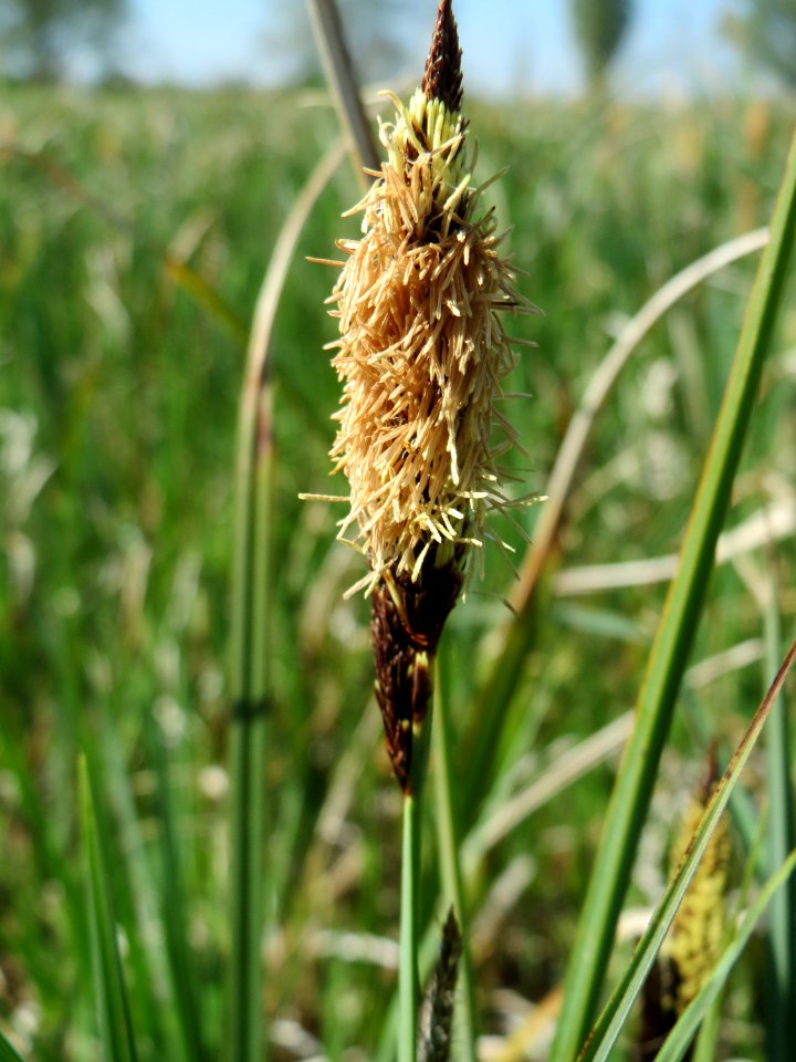 20150420Carex_acutiformis12