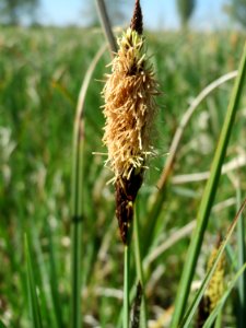 20150420Carex_acutiformis12