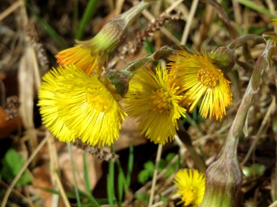 20150403Tussilago_farfara3
