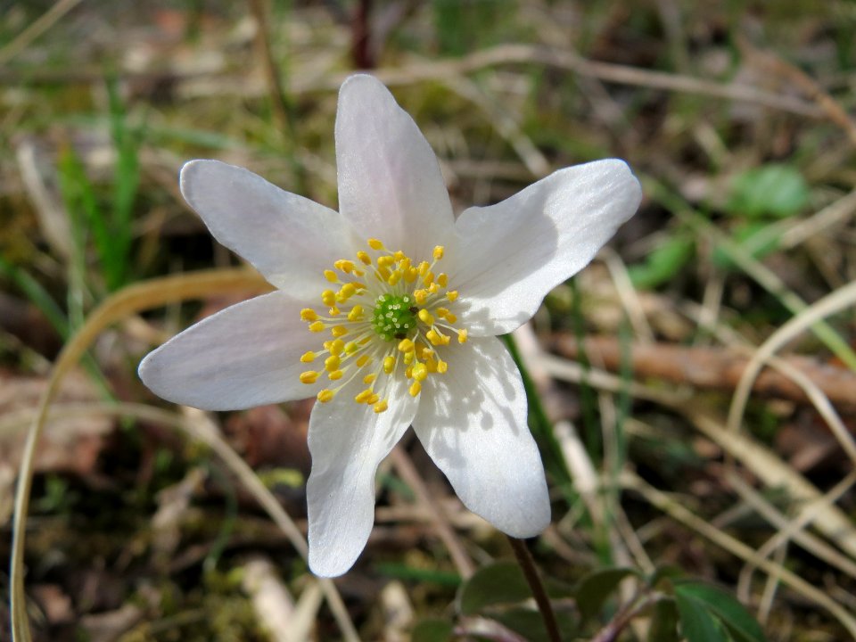 20150403Anemone_nemorosa1