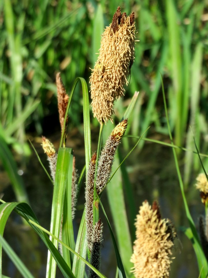 20150420Carex_acutiformis08
