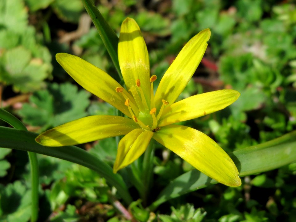 20150403Gagea_villosa