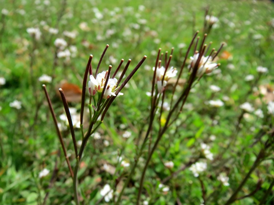 20150324Cardamine_hirsuta1