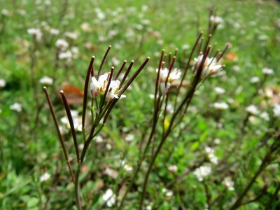 20150324Cardamine_hirsuta1
