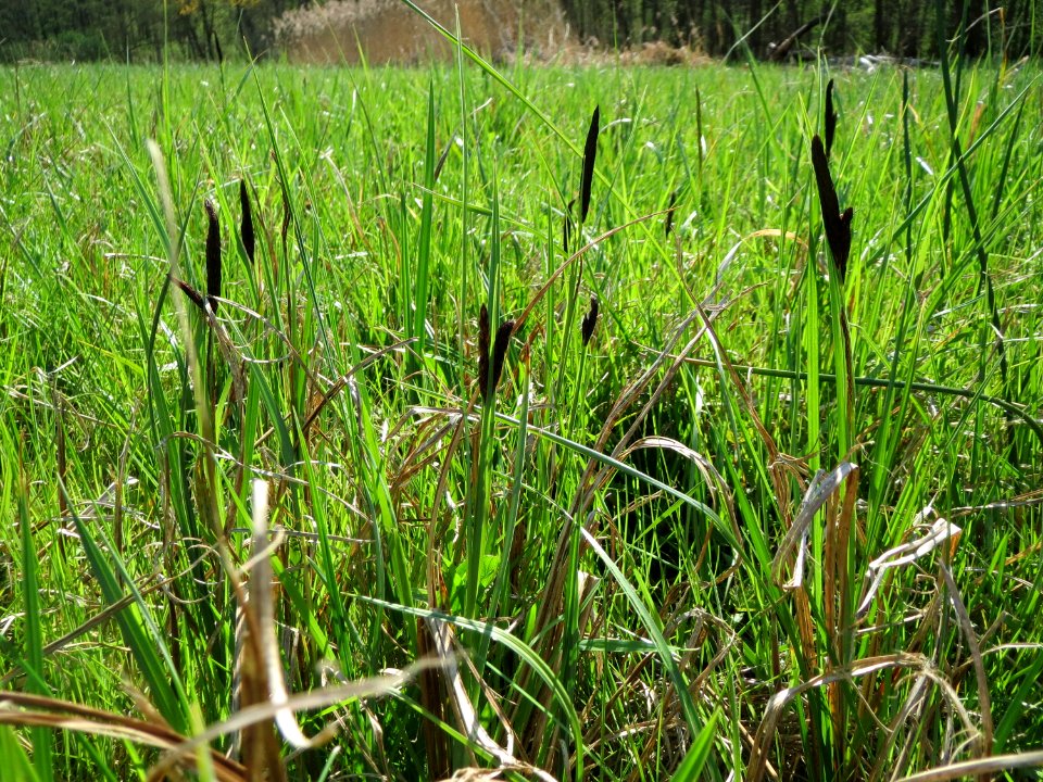 20150420Carex_acutiformis05