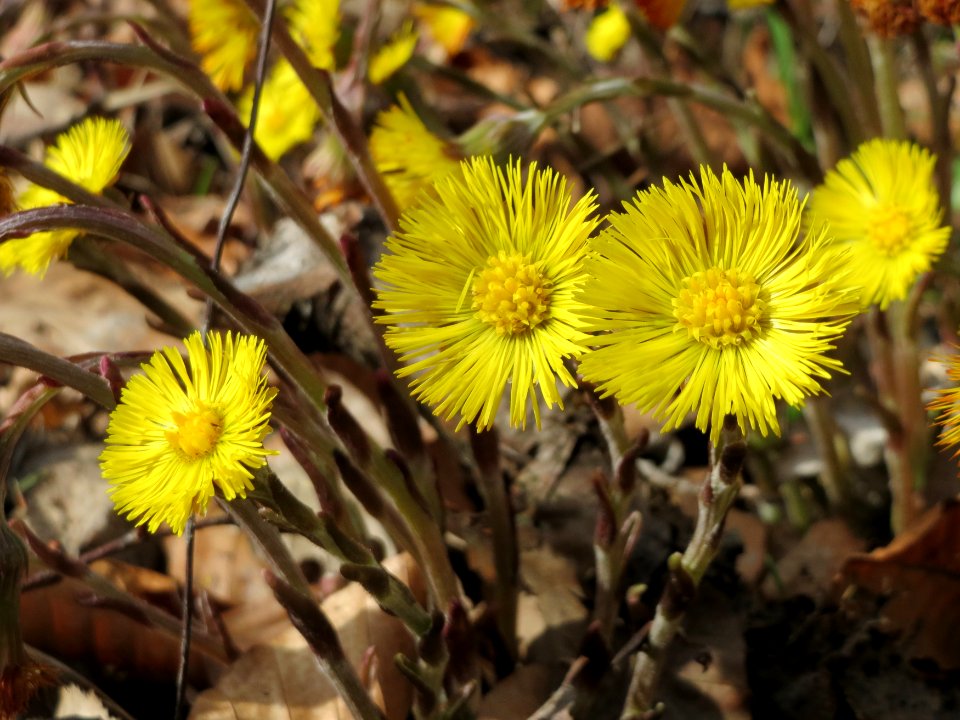 20150403Tussilago_farfara4