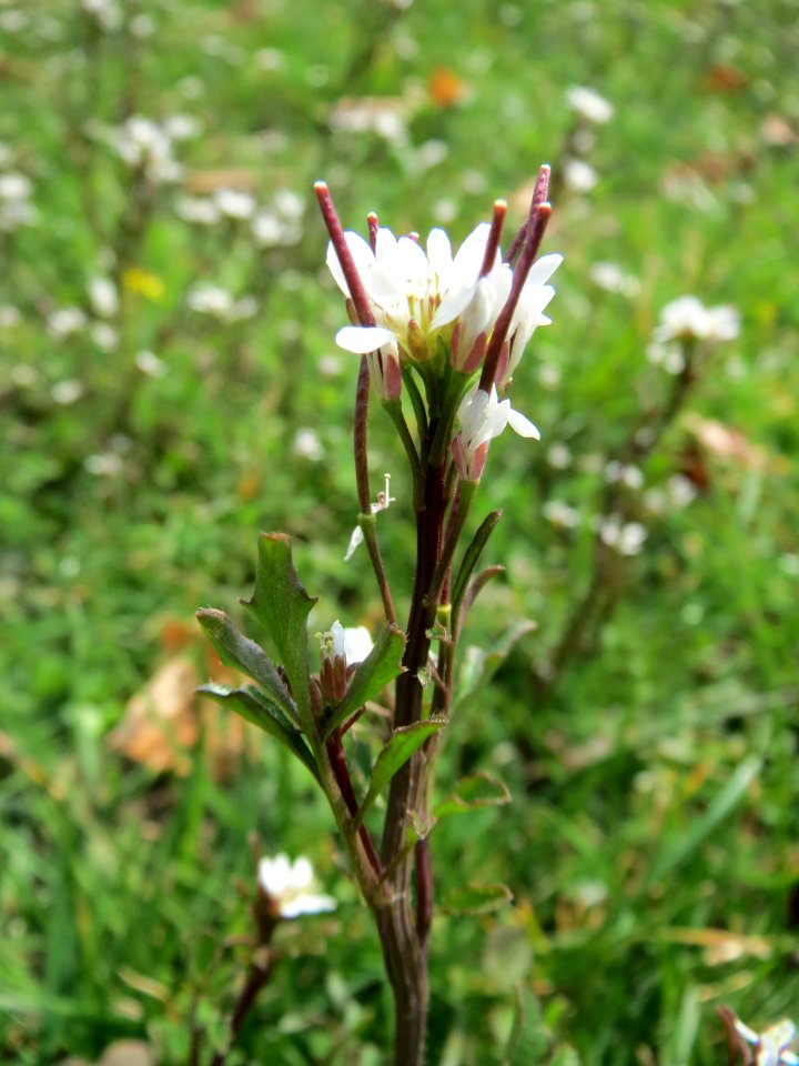 20150324Cardamine_hirsuta2