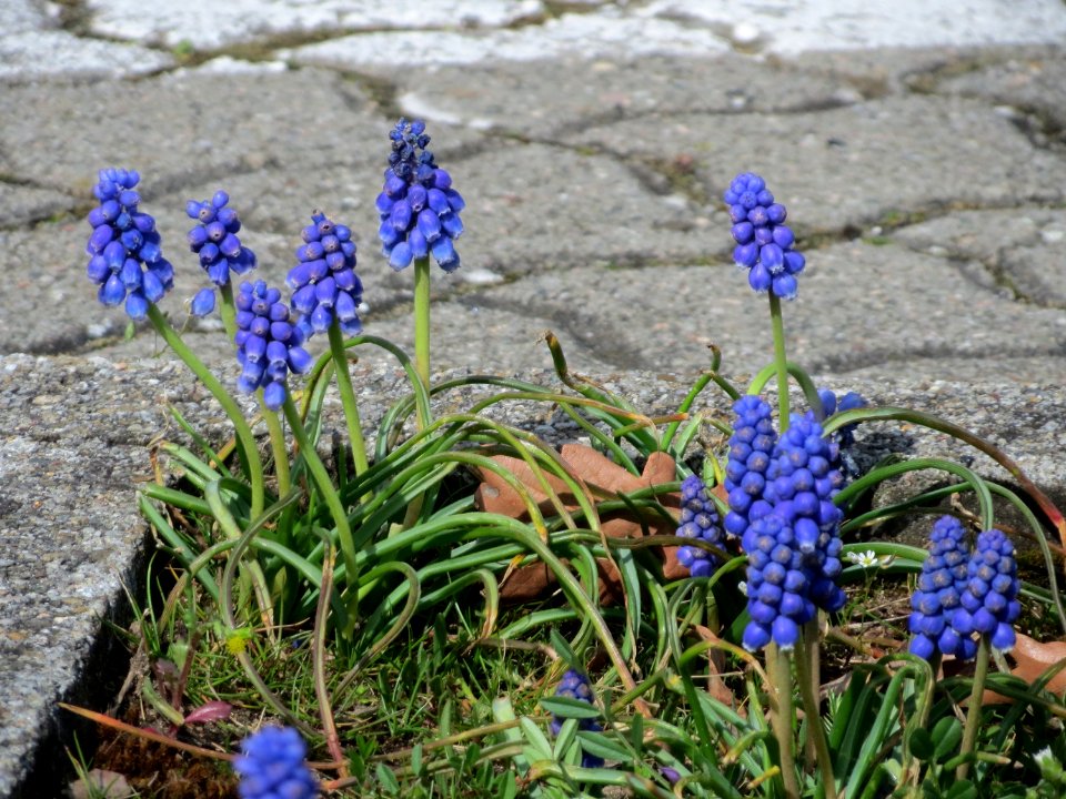 20150403Muscari_armeniacum4