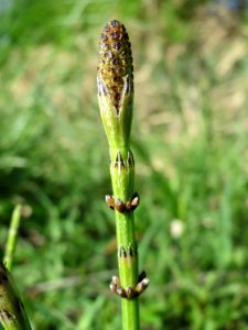 20150420Equisetum_palustre1