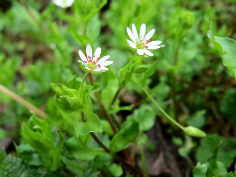 20150406Stellaria_nemorum1