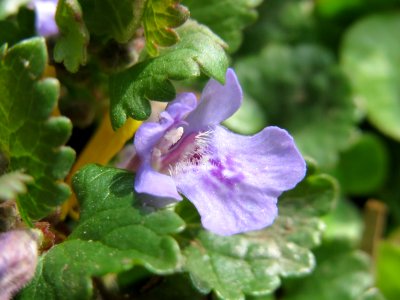 20150324Glechoma_hederacea1