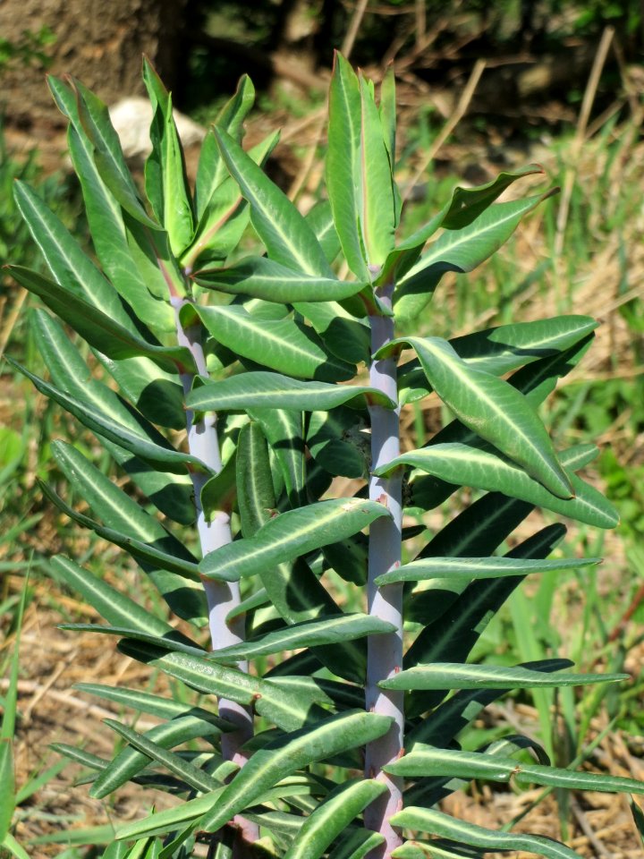 20150420Euphorbia_lathyris3