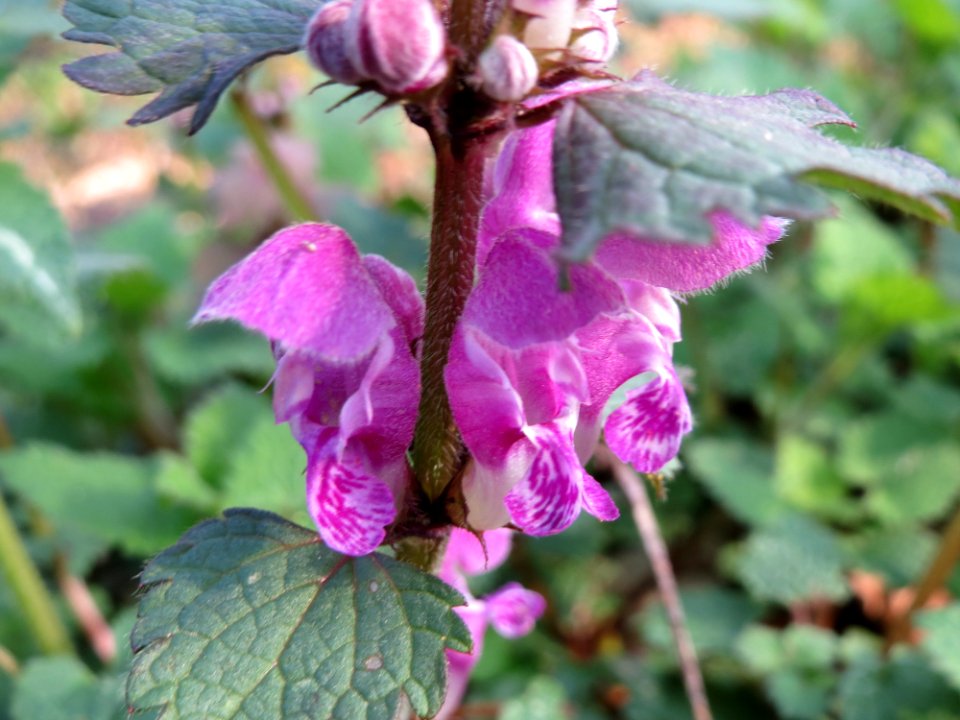 20150406Lamium_maculatum1