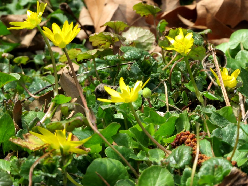 20150324Ficaria_verna3