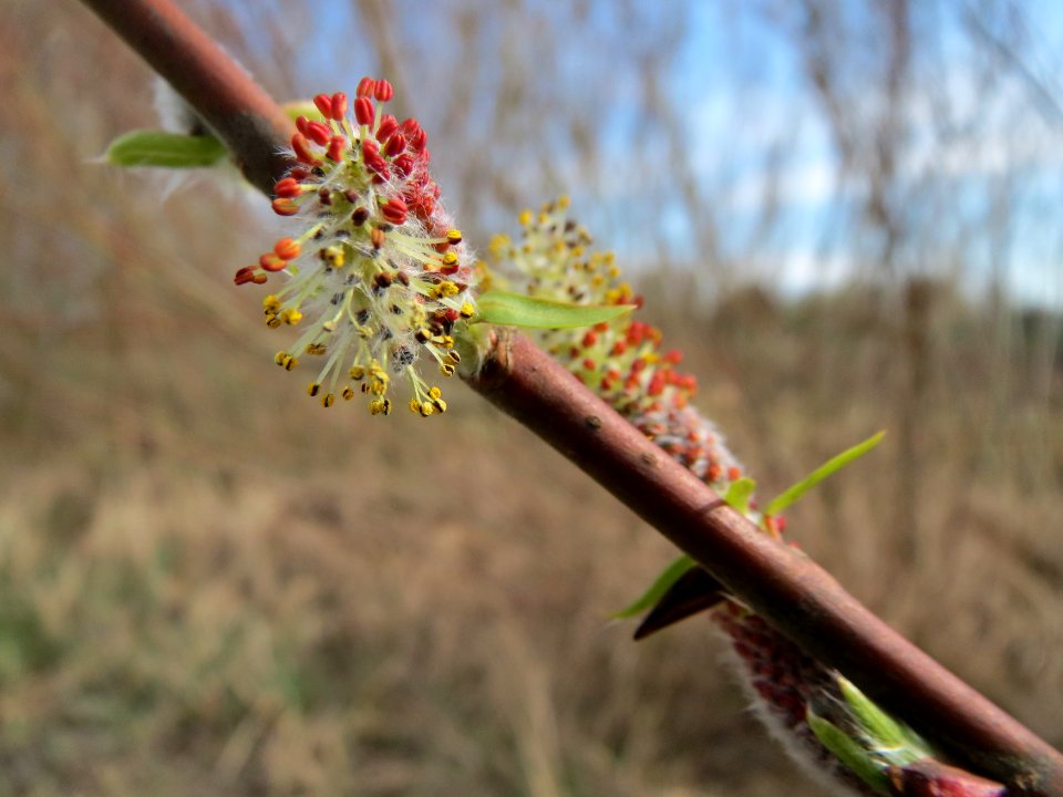 20150407Salix_purpurea3