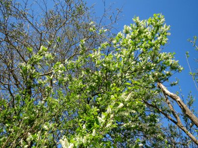 20150420Prunus_padus1