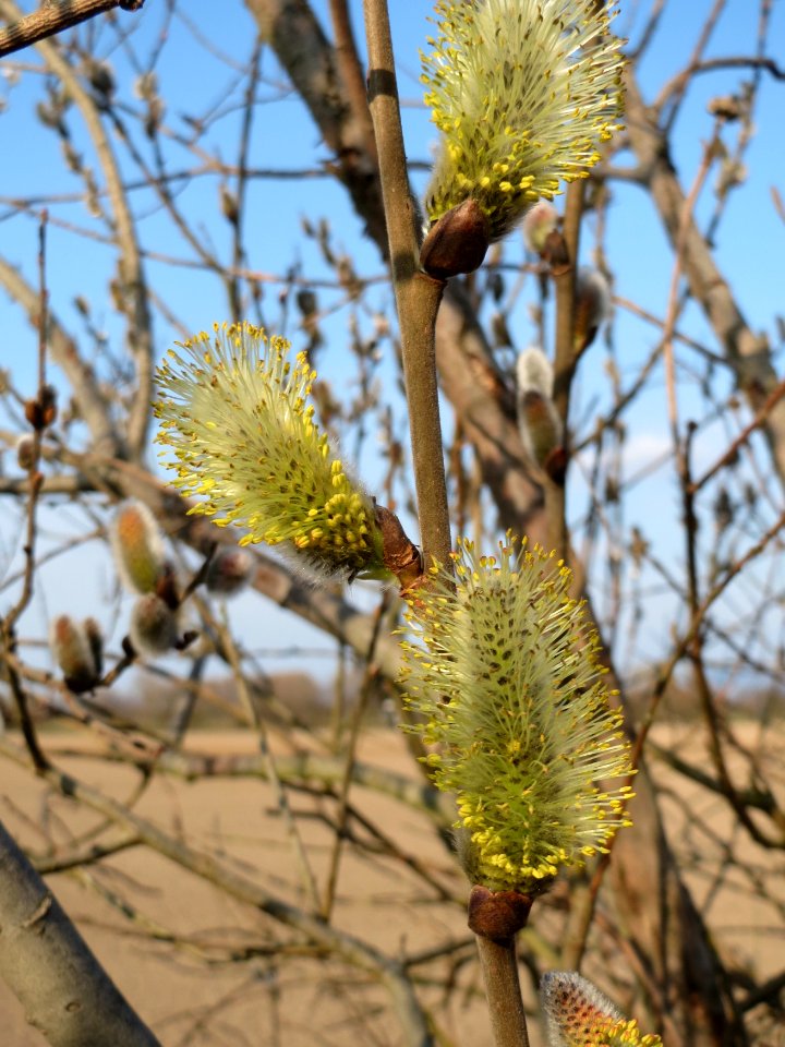 20150322Salix_caprea3