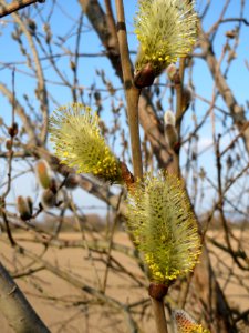 20150322Salix_caprea3