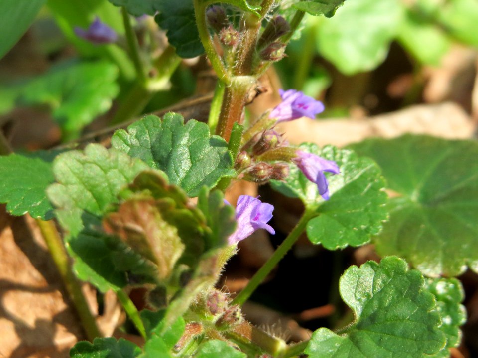 20150406Glechoma_hederacea1