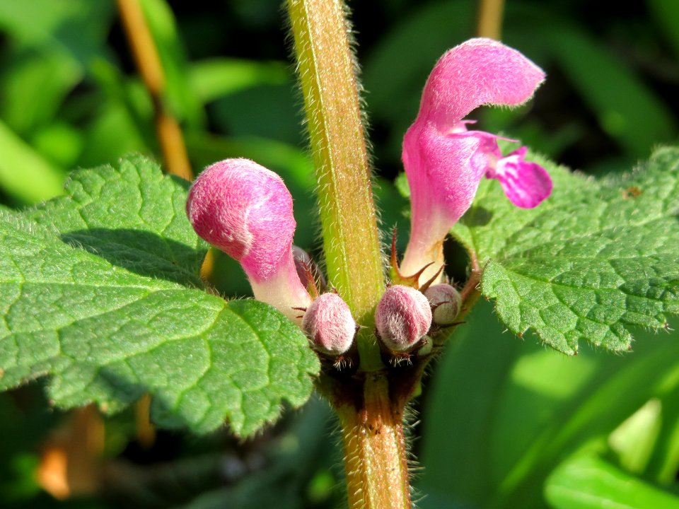 20150406Lamium_maculatum4