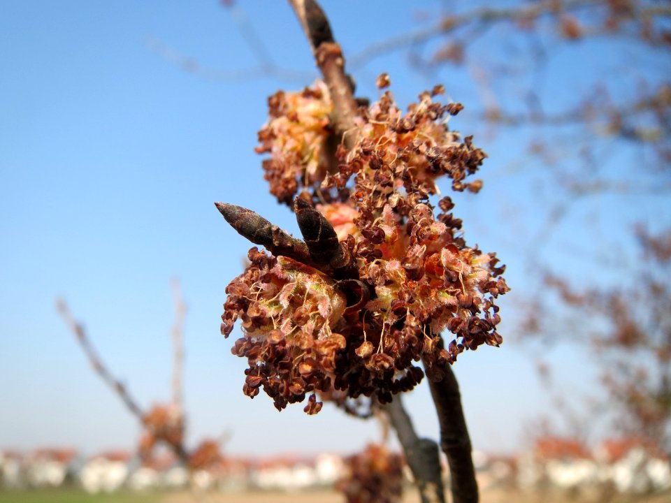 20150320Ulmus_minor4