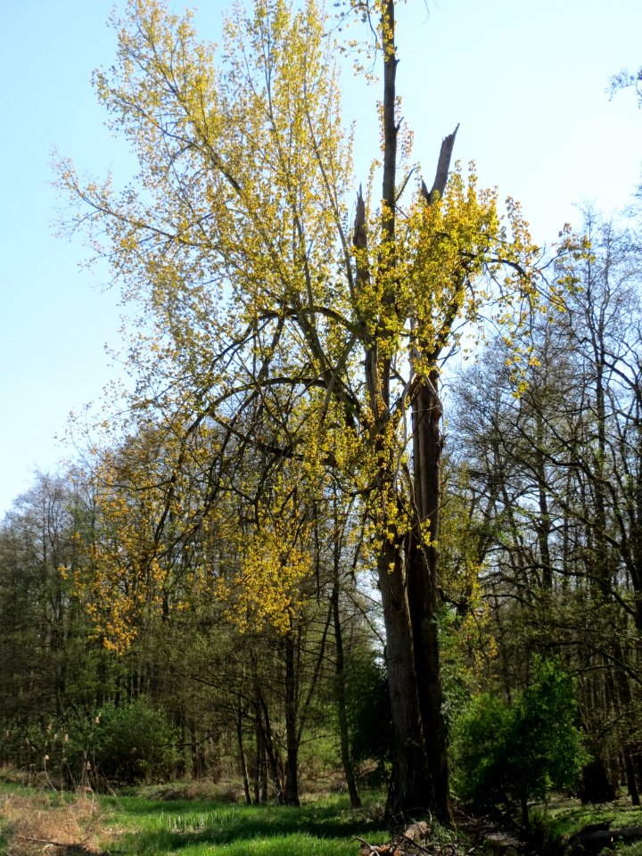 20150420Populus_x_canadensis1