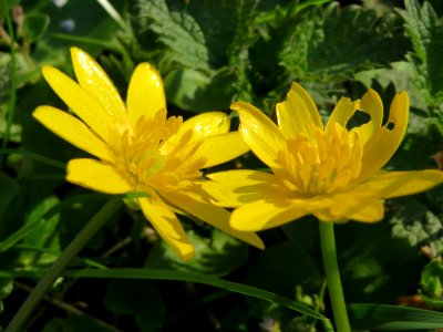 20150406Ficaria_verna2