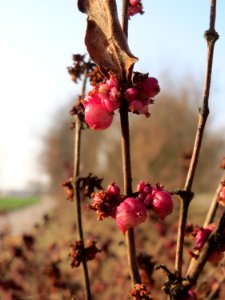 20150320Symphoricarpos_orbiculatus07