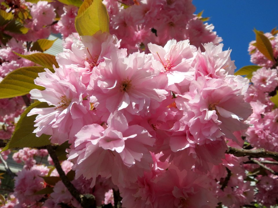 20150420Prunus_serrulata1